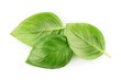 Green basil leaves isolated on white background  