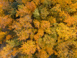 Aerial view of beautiful forest in autumn, Orange and green autumn trees in colorful forest