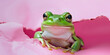 Green Cute Frog takes center of stage come out from pink paper background