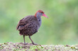 slaty-breasted rail make puffly look when  lonely perching on dirt stage