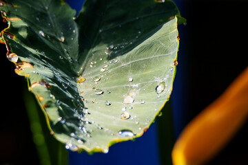 water drops in bright sunlight on a tropical green leaf