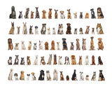 Fototapeta Zwierzęta - Collage of many different dog breeds sitting facing at the camera against a neutral background