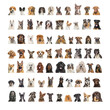 Collage of many different dog breeds heads, facing and looking at the camera against a neutral background