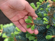 A woman holding the branch of an abies lasiocarpa compacta. Close up.