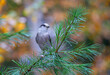 Gray Jay or Canada Jay perched on branch in Algonquin Provincial Park, Canada in autumn