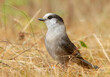 Gray Jay or Canada Jay in the grass in Algonquin Provincial Park, Canada in autumn