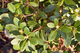 rododendron