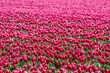 Row or line of purple tulips flowers with green leaves on the field in countryside farm, Tulips are plants of the genus Tulipa, Spring-blooming perennial herbaceous bulbiferous geophytes, Netherlands.