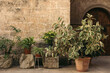 Old courtyard with with potted plants. Variegated Ficus elastica, Philodendron, Chlorophytum in flowerpots. Antique historical sandstone wall, building with wooden gate in background. Spanish patio