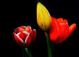 Fototapeta  - Orange Yellow and Crimson Tulips