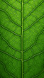 © jiejie - Texture of green leaves close-up