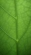 © jiejie - Texture of green leaves close-up
