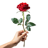 Hand holding red rose on isolated transparent background