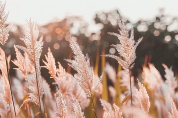 Wall Mural - Grass flowers in the nature background with sun set, Soft focus the beautiful a flower in the garden. generative ai.