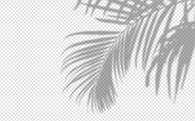Wall Mural - shadow overlay from a palm tree branch isolated on a transparent background.
