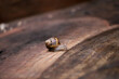 Common garden snail on wooden logs. Isolated. Snail of the species Helix aspersa. Garden pest. Snail with brown shell and earth tones. Invertebrate animal of the gastropod mollusk type.