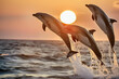 dolphins jumping in the sea
