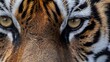 Macro shot of a tiger
