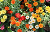 Fototapeta Storczyk - Top view of Zinnia violacea multicolor in flowerpot background