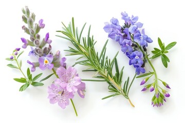 Poster - Rosemary and pea blossoms on white