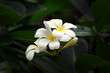 White plumeria flowers blooming in a tree
