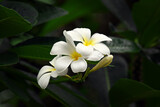 Fototapeta  - White plumeria flowers blooming in a tree