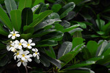Fototapeta Storczyk - White plumeria flowers blooming in a tree