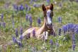 Wild Horse Foal in the Pryor Mountains Montana in Summer