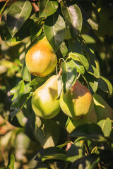 Wall Mural - Branch of ripe organic cultivar of pears close-up in the summer garden