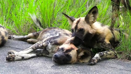 Wall Mural - African wild dog grooming other dog, lick and bite near ear fur, South Africa