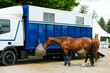 Horse eating hay near horse transport truck or van truck