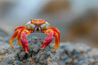 A red crab with claws clings to a rocky beach.