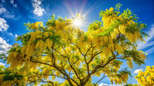 Yellow Acacia On Blue Sky Background