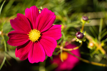 Wall Mural - Beautiful pink color cosmos (Mexican aster) flower background