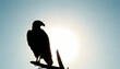 Eagle Silhouette Upscaled 115