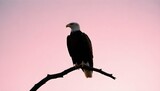 Fototapeta  - Eagle Silhouette Upscaled 21