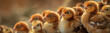 Several orange baby chicks huddled closely, gazing upward with attention and curiosity