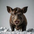 wild boar pig on white