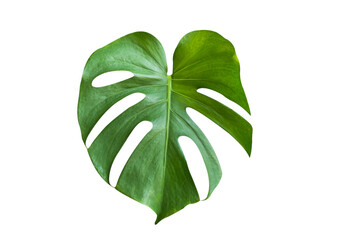 Wall Mural - green monstera leaf