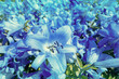 Blooming blue lilies. Floral nature background