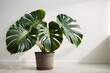 An Illustration of monstera Indoor plant in planter in the minimal room, for room decor inspiration idea.