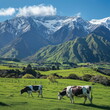 Cows grazing on green grass under blue sky with snowy mountains in the distance