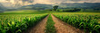 Corn field panorama view in sunlight for web banner template.