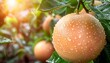 Macro close up of juicy pomelo fruit with dew drops on tree, ideal banner with space for text