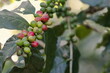 Green and ripe Arabica coffee -Coffea arabica- beans, plant growing along the Sendero Centinelas del Rio Melodioso Hike. Cienfuegos province-Cuba-210