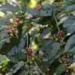 Green and ripe Arabica coffee -Coffea arabica- beans, plant growing along the Sendero Centinelas del Rio Melodioso Hike. Cienfuegos province-Cuba-209