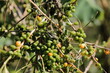 Green and ripe Arabica coffee -Coffea arabica- beans, plant growing along the Sendero Centinelas del Rio Melodioso Hike. Cienfuegos province-Cuba-211