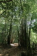 Group of bamboo plants framing the trail of the Sendero Centinelas del Rio Luminoso Hike in the Parque Guanayara Park. Cienfuegos province-Cuba-219