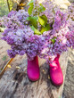 Purple Lilac in Pink Rubber Boots