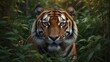 tiger in the wild , cat, animal, wildlife, wild, zoo, feline, predator, nature, mammal, stripes, big , jungle